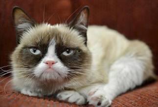 网红猴子猫狗是什么,猴子、猫狗的明星之路