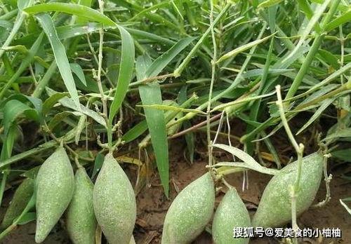 地梢瓜怎么坐着吃,地梢瓜的舒适坐姿享用指南