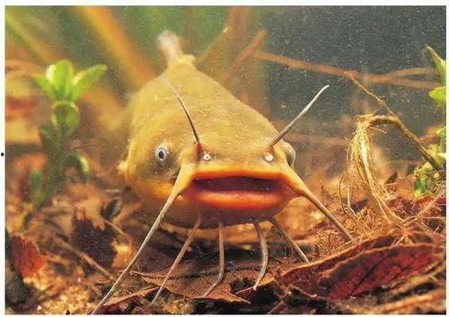 北极鲶鱼爆料者视频大全,爆料者视频大全深度解析