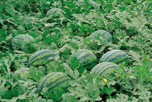 曹县翰林学府吃瓜,一场吃瓜盛宴背后的校园风云