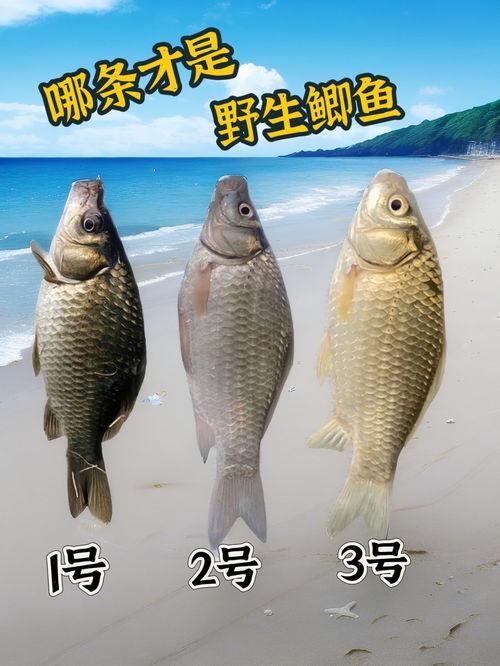 鲫头条,聚焦水产养殖前沿动态，解码行业发展趋势