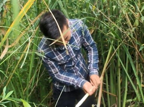 蒿瓜早上可吃吗